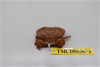 藏品(肉球皺蟹)的圖片